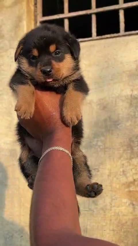 Rottweiler Puppy, farm video