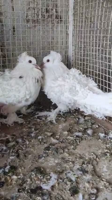 Satin Pigeon, farm video