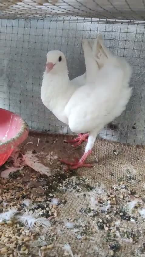 Satin Pigeon, farm video