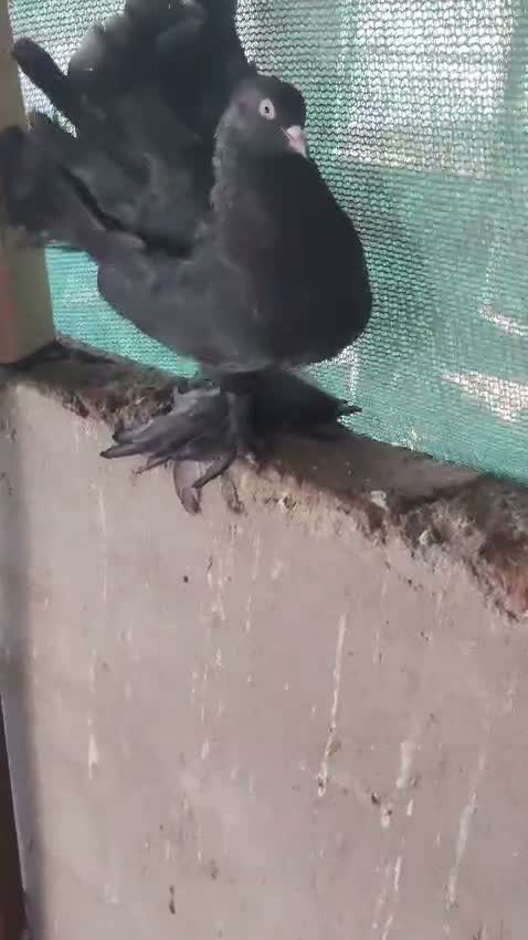 Satin Pigeon, farm video