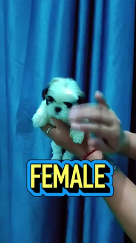Shih Tzu | Black Color, farm video