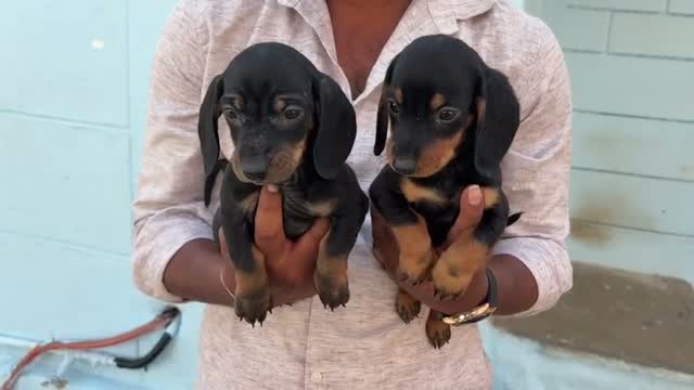 Dachshund Puppy | Brown & Tan, farm video