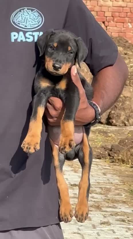 European Doberman Puppy | Black & Tan, farm video