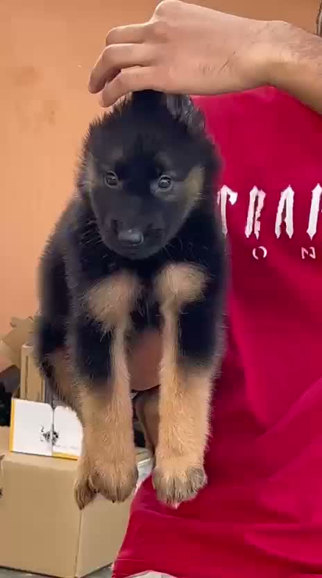 German Shepherd Puppy, farm video