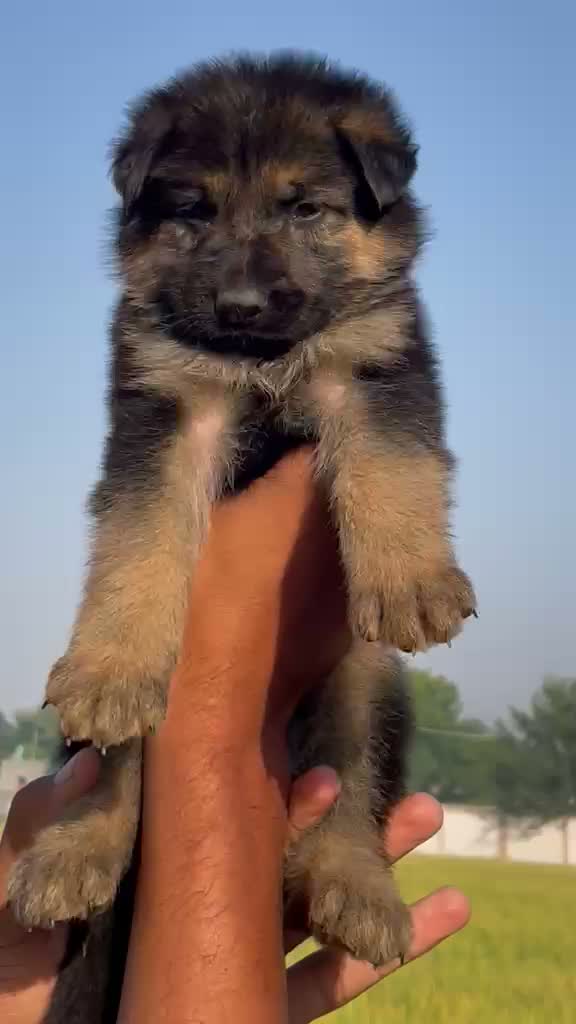 German Shepherd Puppy, farm video