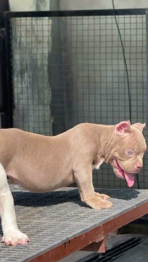 American Bully XXL Size Puppy, farm video