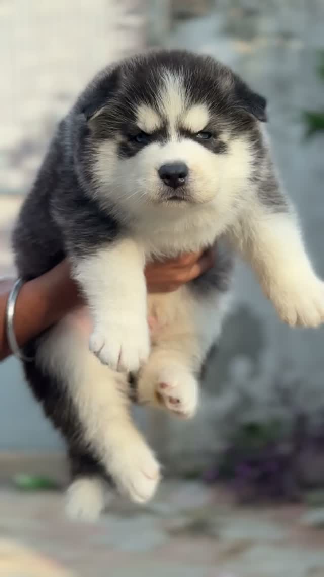 Siberian Husky Puppy | Black & White Color, farm video