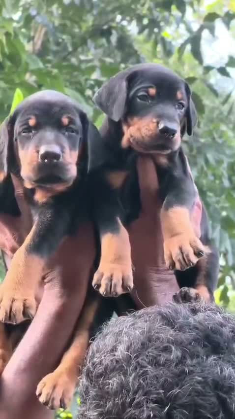 Doberman Pinscher Puppy, farm video