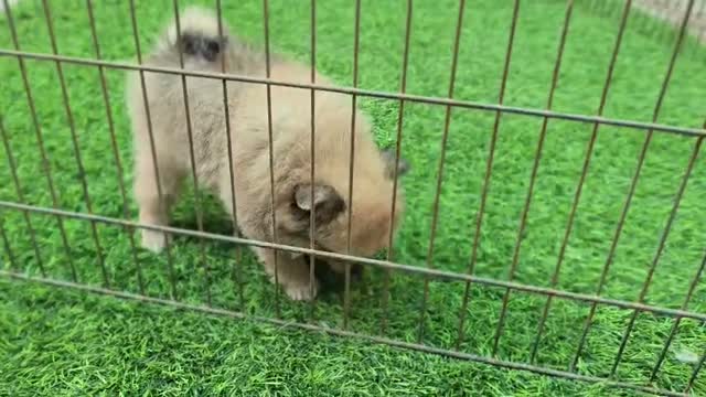 Pomeranian Puppy, farm video