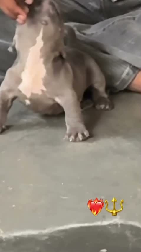 American Bully XXL Size Puppy, farm video