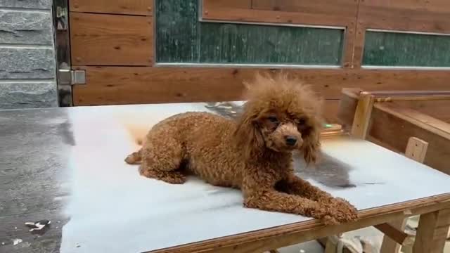 Standard Poodle Puppy | White, farm video