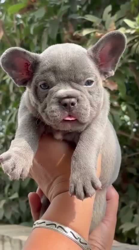French Bulldog Puppy, farm video