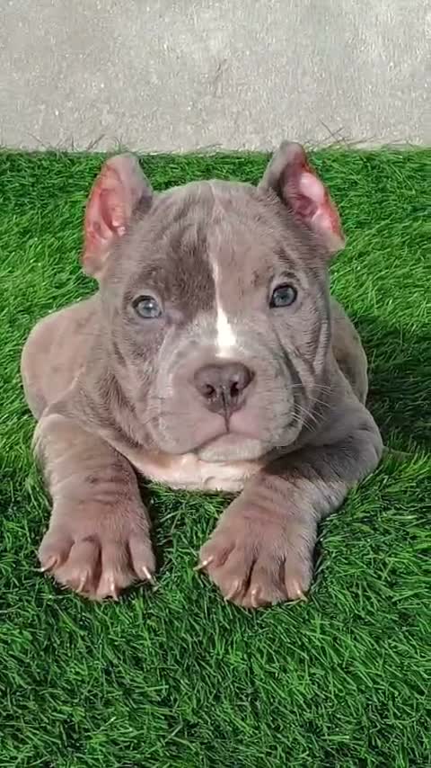 American Bully Pocket Size Puppy, farm video