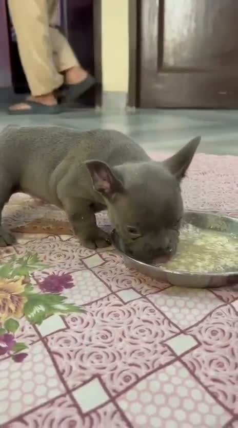 French Bulldog Puppy, farm video
