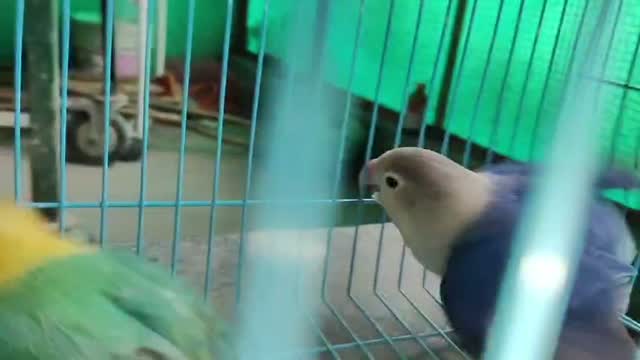 African Love Birds | Opaline, farm video