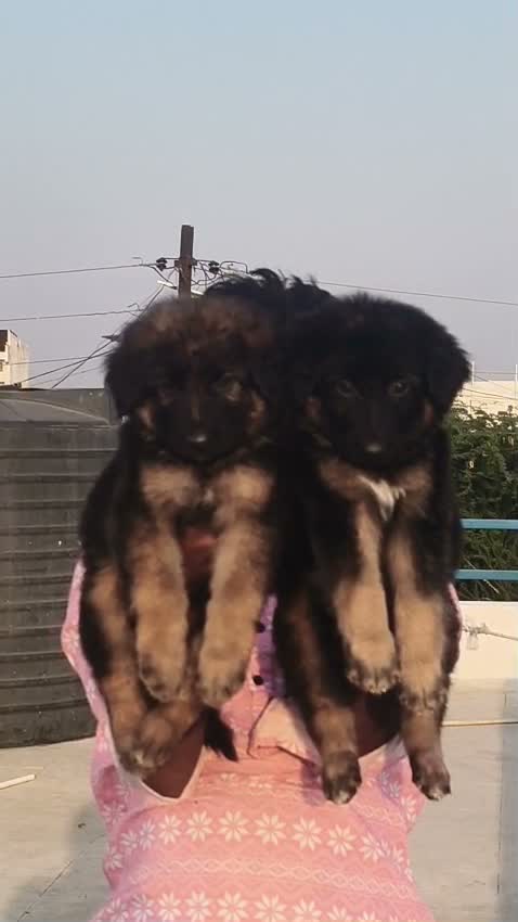 German Shepherd Puppy, farm video