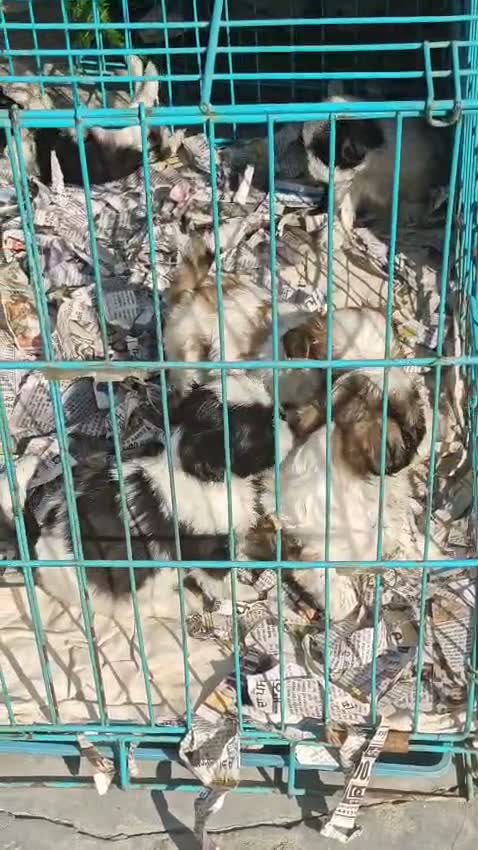 Dachshund Puppy | Brown, farm video