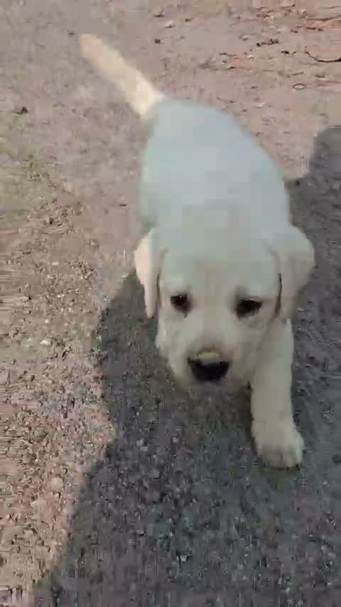 Dachshund Puppy | Brown, farm video