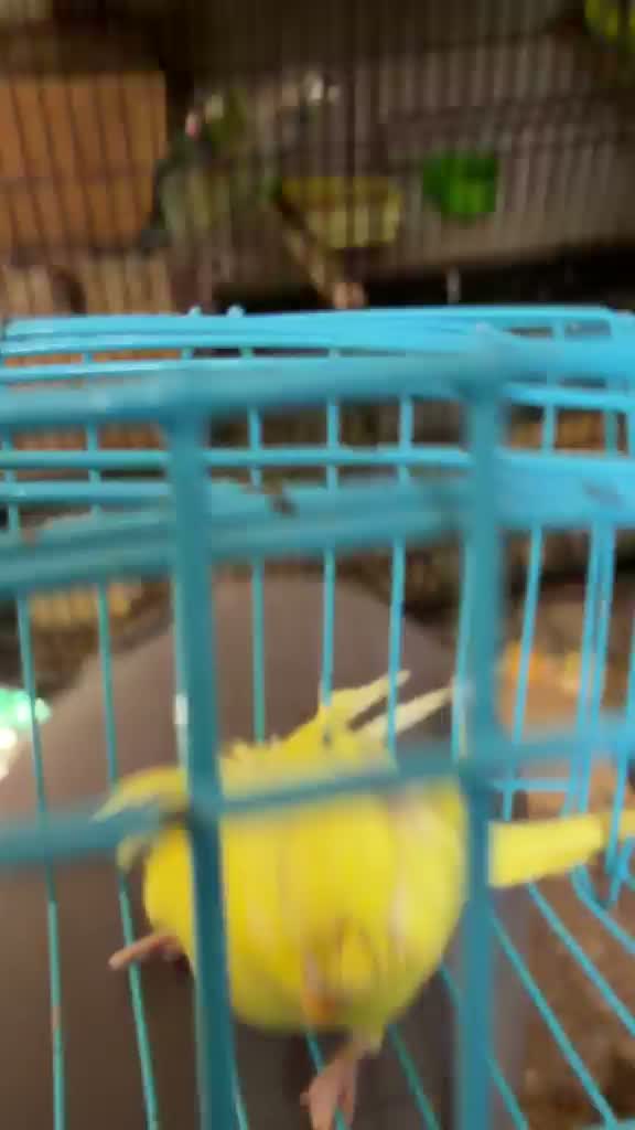 Dachshund Puppy | Brown, farm video