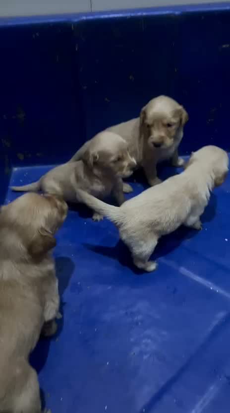 Dachshund Puppy | Brown, farm video