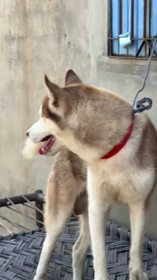 Siberian Husky Puppy | Black & White Color, farm video