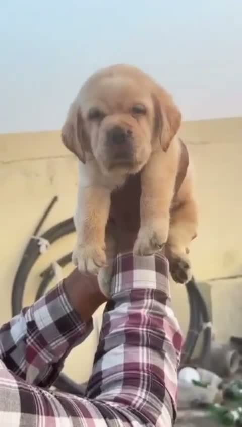 Beagle Black & Tan Puppy, farm video