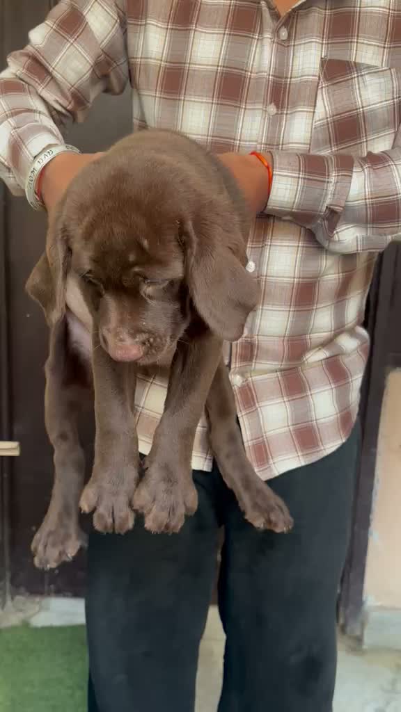 Beagle Black & Tan Puppy, farm video