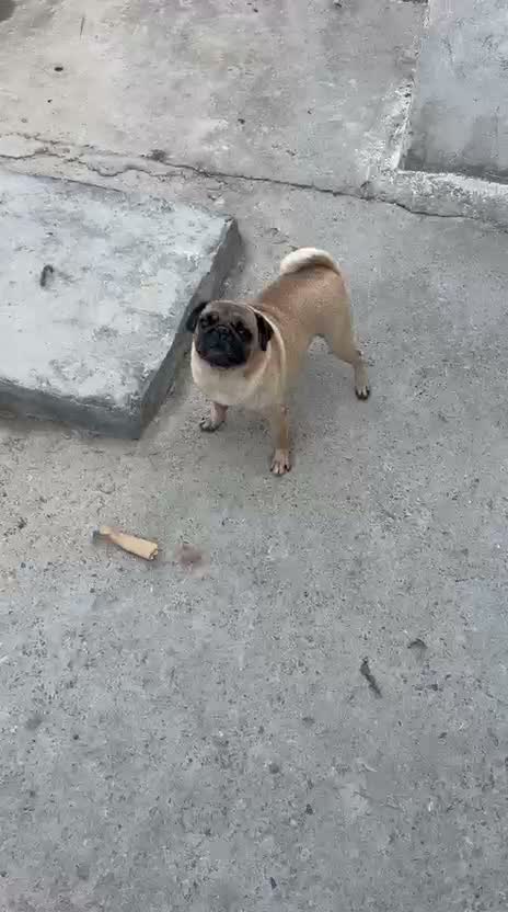 Pug Puppy, farm video