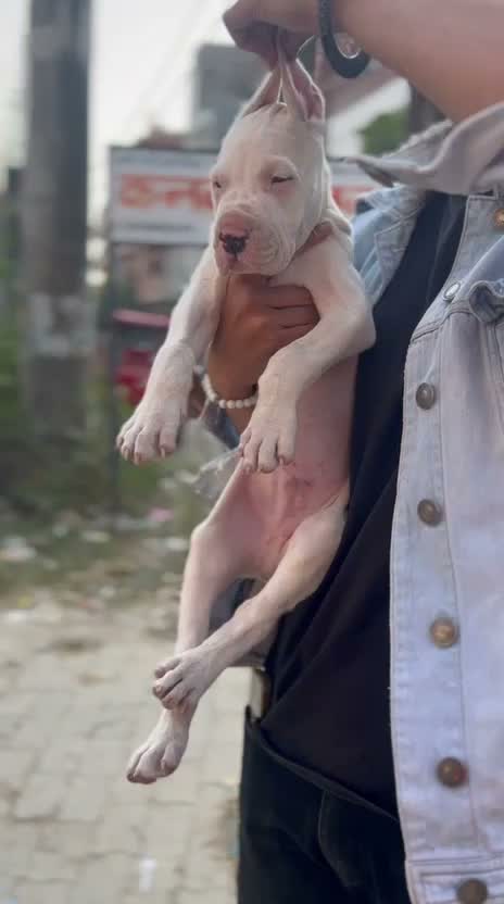 Dogo Argentino Puppy, farm video