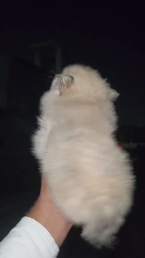 Pomeranian Puppy, farm video