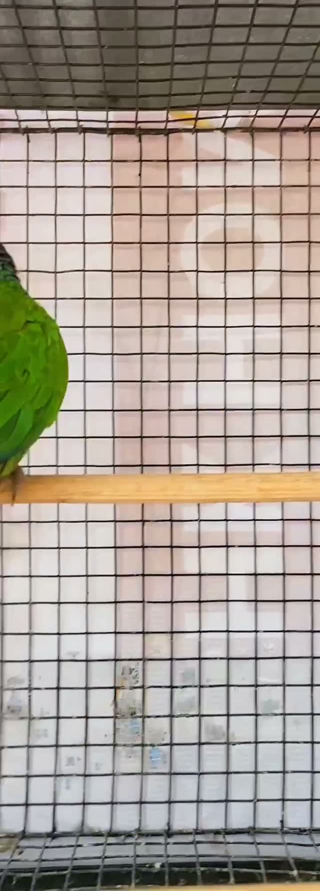 Small Cheek Conure, farm video