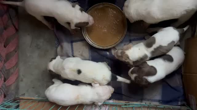 American Bully Pocket Size Puppy, farm video