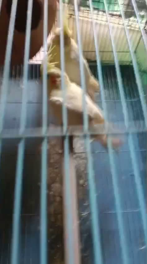 Cockatiel, farm video