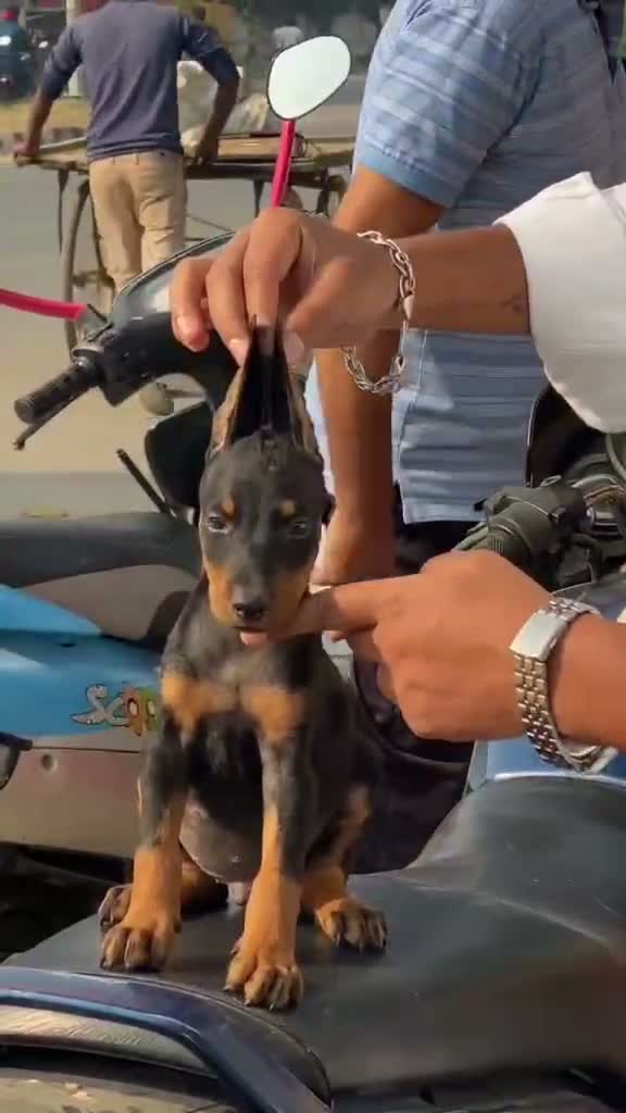 Doberman Pinscher Puppy, farm video
