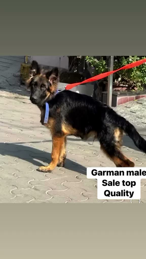 German Shepherd Puppy, farm video