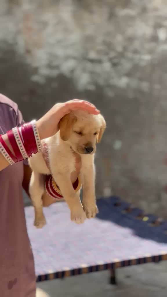 Beagle Black & Tan Puppy, farm video