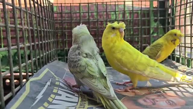 Budgies | Fallow, farm video