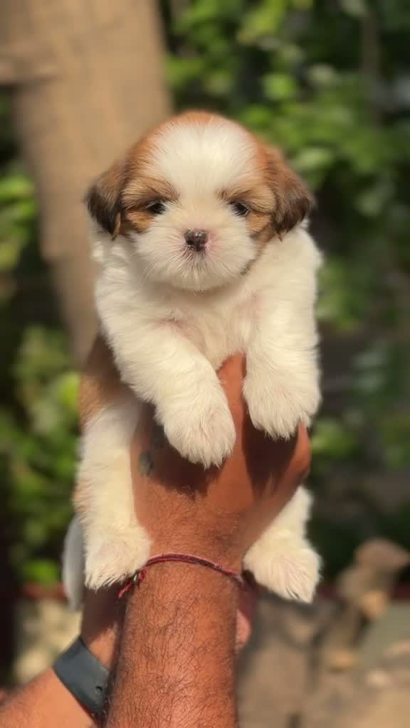 Dachshund Puppy | Brown & Tan, farm video