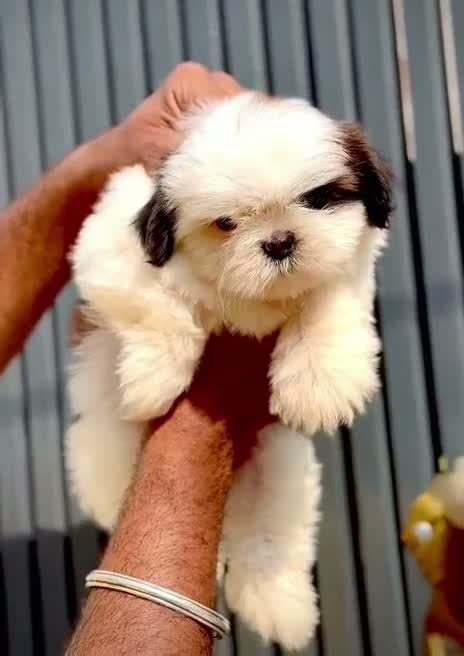 Shih Tzu | Black Color, farm video