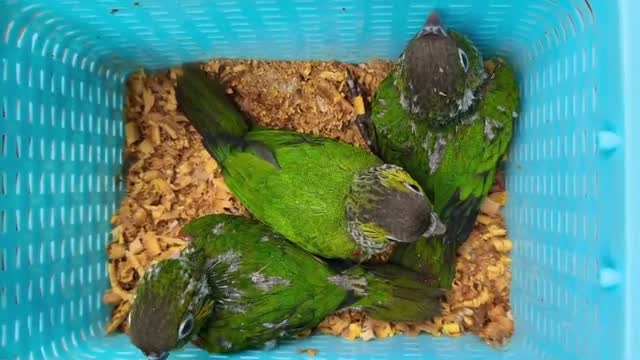 Small Cheek Conure, farm video