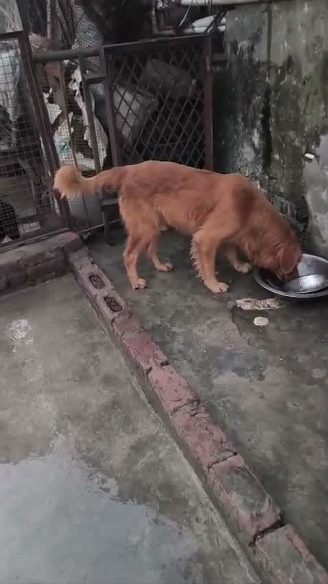 Golden Retriever, farm video
