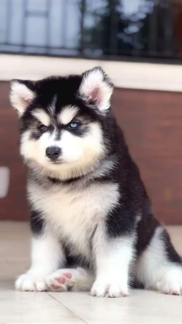 Siberian Husky Puppy | Black & White Color, farm video