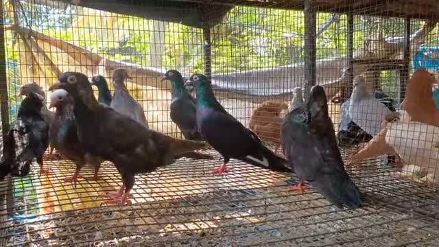 Satin Pigeon, farm video
