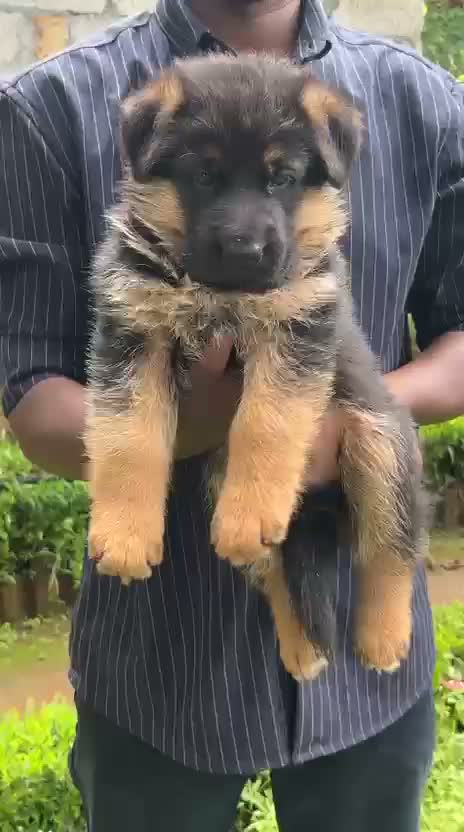German Shepherd Puppy, farm video