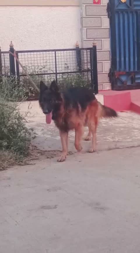 German Shepherd Puppy, farm video