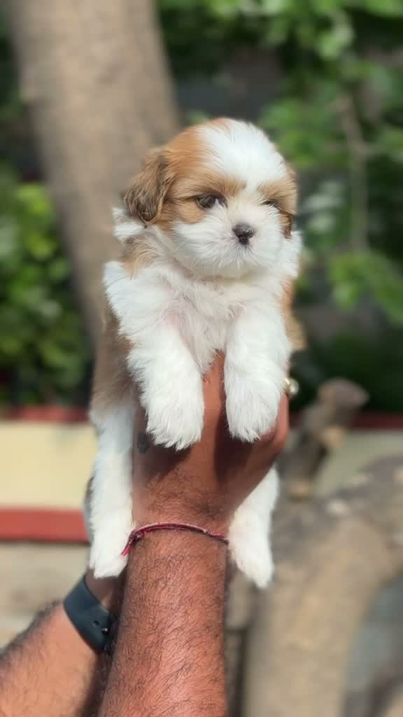 Shih Tzu | Black Color, farm video