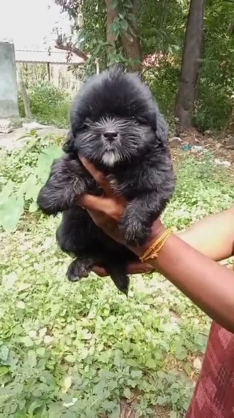 Shih Tzu | Black Color, farm video