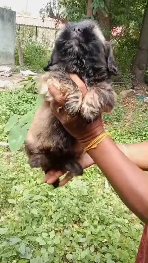 Shih Tzu | Black Color, farm video