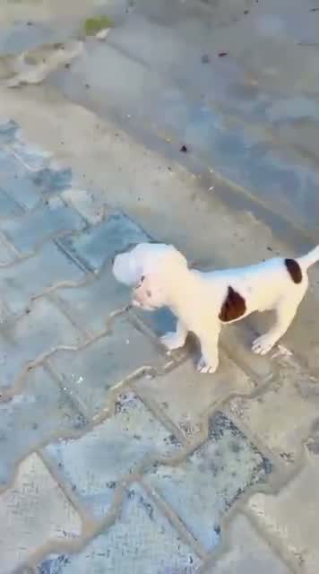 Shih Tzu | Black Color, farm video
