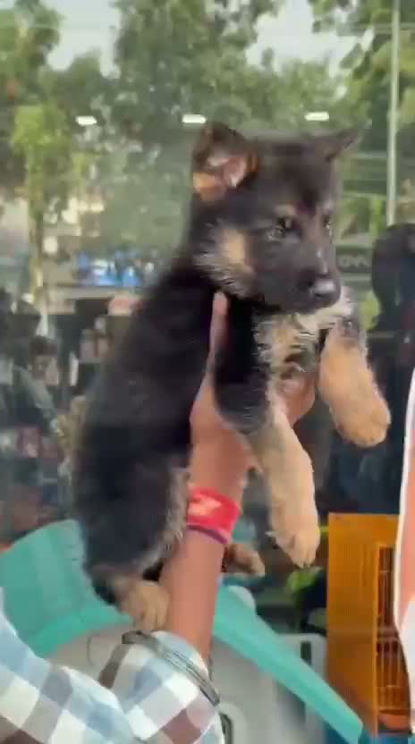 German Shepherd Puppy, farm video